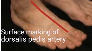 Surface marking of dorsalis pedis artery  Anatomy of dorsalis pedis artery [upl. by Ahsircal]