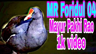 Mayur Pakhi Rao video MR Foridul 04 [upl. by Bagley]