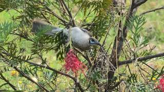 Little Friarbird 23 [upl. by Nairda680]