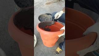 How to make cement pot at home 2😍😍 indianfarmer terracegardening phoolpatte kitchengardening [upl. by Sirhc836]