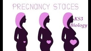 STAGES OF PREGNANCY  Fertilisation to Birth BBC BITESIZE KS3 BIOLOGY [upl. by Schreibe]