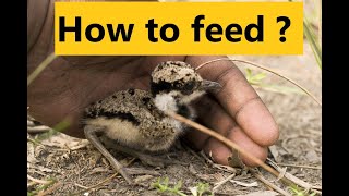 How to feed a Red Wattled Lapwing Chickwhat they eat [upl. by Liberati]