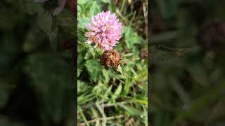 Trifolium pratense  Trebol rojo [upl. by Ecneps403]