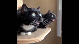 Cats communicating in morse code [upl. by Pyotr]