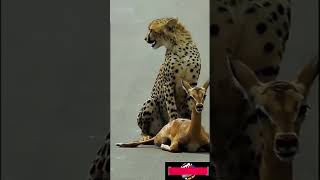 quotHeartPounding Moment Cheetah Catches Baby Deer in Incredible Huntquot [upl. by Edwards]