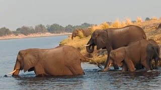 ELEPHANT ENCOUNTER Join Our African Safari Ride wildlife botswanatourism [upl. by Miles356]