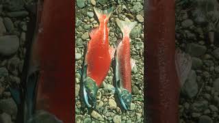 🐟☆³⁸ Sockeye Salmon Oncorhynchus nerka in Salmonid Family Salmonidae [upl. by Anelis]