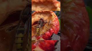 European Hornet eating fruit shorts [upl. by Brouwer]