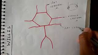 Circle of willis anatomy  Blood Supply of Brain  Neuroanatomy [upl. by Namreg]