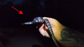 Episode 27  Still finding multiple species of Snakes Herping central Florida [upl. by Nyroc]