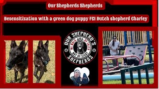 Desensitization with a green dog pup FCI Dutch Shepherd Charley [upl. by Erlina]