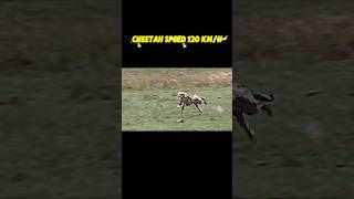 The fastest animal in the world trending shorts animals wildlife cheetah peregrinefalcon [upl. by Ycul]