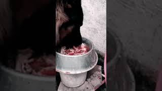 german shepherd eating meat 🥓 healthy dog 🐕loves animal and save animal pet [upl. by Nalek]