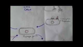 11th Biology Chapter 5 Bacteriophage Structure and Life Cycle BiologybyHira [upl. by Htiderem]