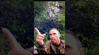 Chasse aux pigeons en Angleterre part 1 chasse [upl. by Maxfield436]