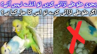 Why Budgies Parrot Fight Each Other  What is Reason of Fighting  What is Solution of Fighting [upl. by Ennayt]