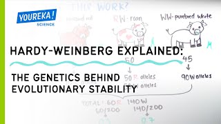 HardyWeinberg Explained The Genetics Behind Evolutionary Stability [upl. by Nagyam302]