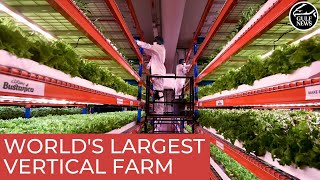 A look inside Emirates’ Bustanica world’s largest vertical farm in Dubai [upl. by Herrle705]