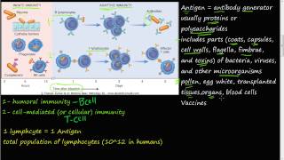 68P  adaptive immunity humoral immunity cellmediated immunity antigen overview [upl. by Fawna]