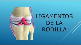 Ligamentos de la rodilla [upl. by Eidualc146]