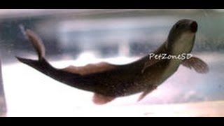 Freshwater Dolphin Fish Doing Tricks  Rarest Oddball Fish [upl. by Ron]