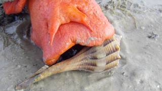 Triplofusus giganteus Florida Horse Conch [upl. by Luz]