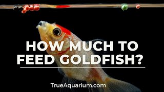 How Much to Feed Goldfish [upl. by Rochelle]