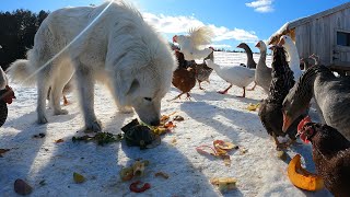 ALL of our Farm Animals Love Kitchen Scraps Barnyard ASMR [upl. by Eilsel]