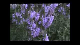 Sphinx Moths Feed on Obedient Plant August 27 2013 [upl. by Cilegna]