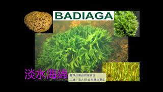 《靈丹妙藥的同類療法》 EP215  淡水海綿 Badiaga [upl. by Annawahs]