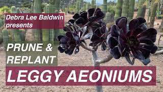 Prune amp Replant Leggy Aeoniums [upl. by Hecht]