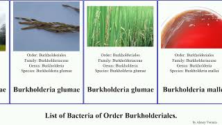 List of Bacteria of Order Burkholderiales bordetella pertussis faecalis pseudomallei solanacearum [upl. by Sven]