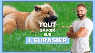 Race de chien Eurasier  caractère dressage comportement santé de ce chien de race [upl. by Uke]