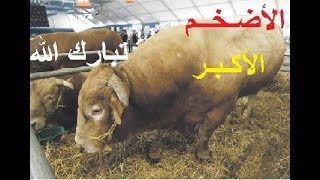 SIAM MEKNES المعرض الدولي للفلاحة بمكناس [upl. by Takara155]