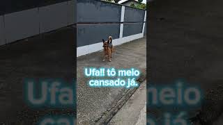 Cachorrinho indeciso petsfazendocaminhada [upl. by Norry433]