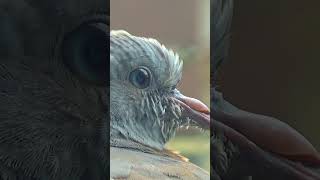 Baby Wood Pigeon Amazing CloseUps 1  Balcony Bird Table [upl. by Annodam129]