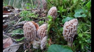 Morilles dans le Jura mars 2017 [upl. by Valentino]