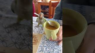 Funniest Parrot Moments That Will Make You Laugh Out Loud birds [upl. by Buschi]