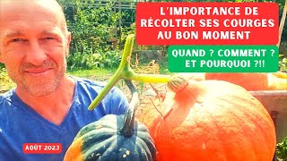 Comment récolter et conserver les courges butternuts potimarrons  potager [upl. by Wilkens]