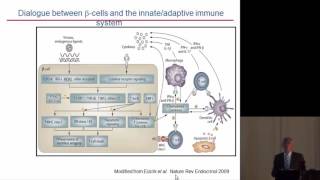 Decio L Eizirik BETA CELL APOPTOSIS IN TYPE 1 DIABETES [upl. by Faustena]