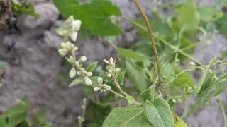 Гірчак березковидний Polygonum convolvulus або фалопія березковидна Буряни [upl. by Greta]