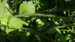 Apiaceae Identification identifying edible plants Heracleum sphondylium  Common hogweed [upl. by Oswin]