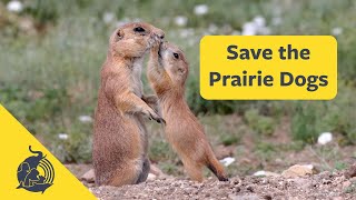 Save the Prairie Dogs [upl. by Laurin710]