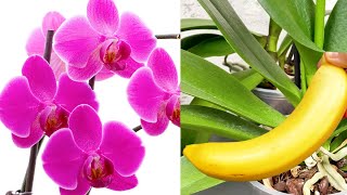 Machen Sie das mit Ihrer Orchidee Die Orchidee blüht das ganze Jahr über wie verrückt [upl. by Dlareg]