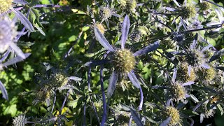 Eryngium planum sea holly [upl. by Halimak]