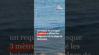 Un requin géant terrorise les baigneurs sur une plage des Canaries [upl. by Wiles]