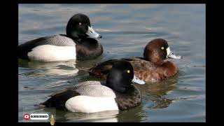 Greater Scaup duck [upl. by Irek]