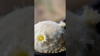 Mammilaria Plumosa 💓 🌵 cactoseplantassuculentas [upl. by Havstad]