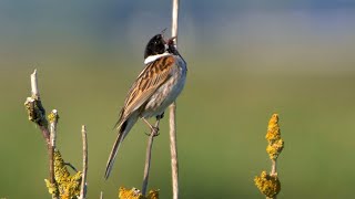 Singing Reed Bunting 2023 [upl. by Drobman]