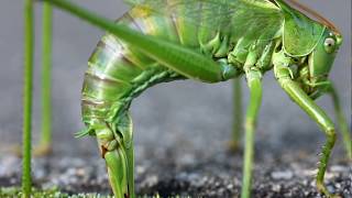 Grasshopper Katydid laying eggs  sprinkhaan legt eieren [upl. by Spaulding38]